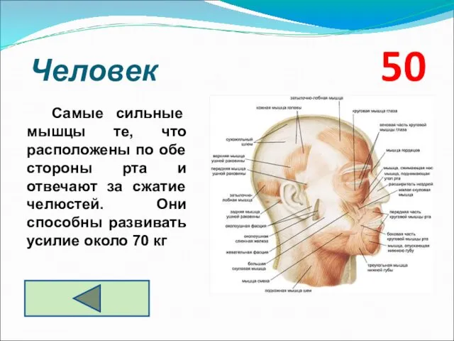 Человек 50 Самые сильные мышцы те, что расположены по обе