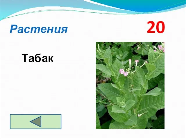 Растения 20 Табак