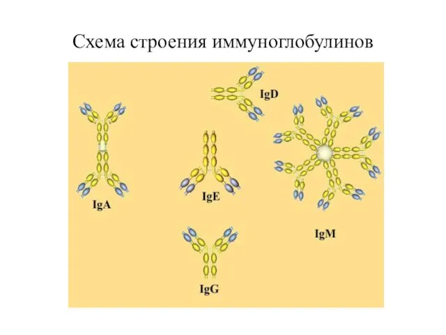 Схема строения иммуноглобулинов