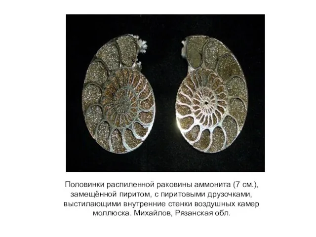 Половинки распиленной раковины аммонита (7 см.), замещённой пиритом, с пиритовыми друзочками, выстилающими внутренние