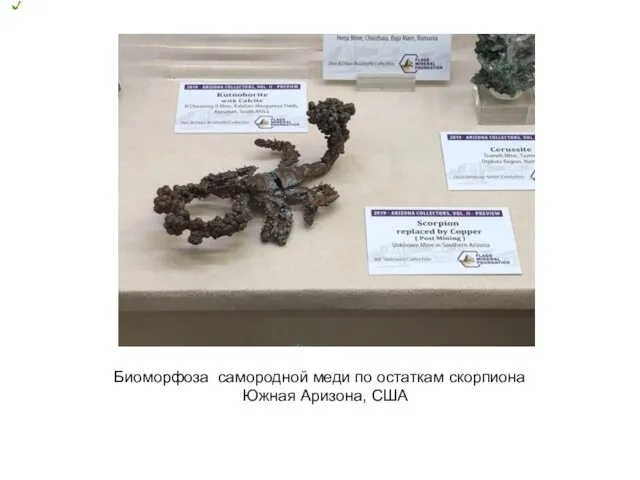 Биоморфоза самородной меди по остаткам скорпиона Южная Аризона, США