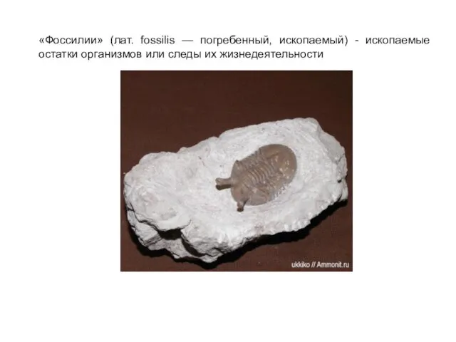 «Фоссилии» (лат. fossilis — погребенный, ископаемый) - ископаемые остатки организмов или следы их жизнедеятельности