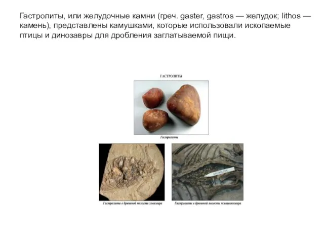Гастролиты, или желудочные камни (греч. gaster, gastros — желудок; lithos — камень), представлены