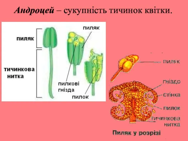 Андроцей – сукупність тичинок квітки.