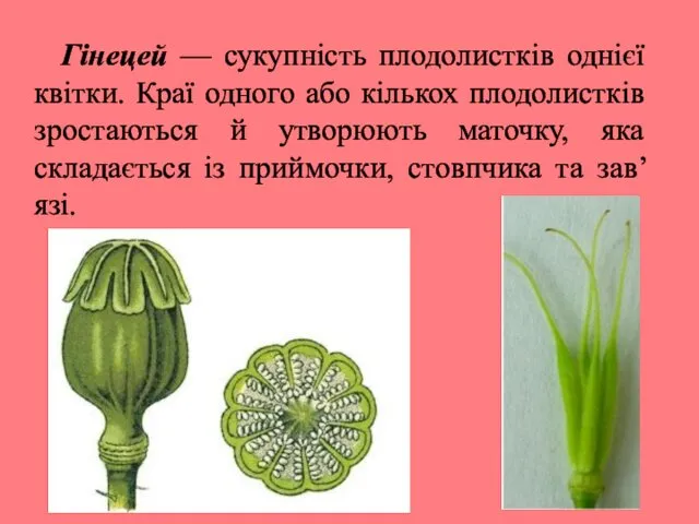 Гінецей — сукупність плодолистків однієї квітки. Краї одного або кількох