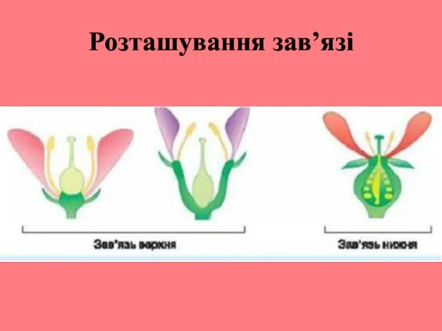 Розташування зав’язі