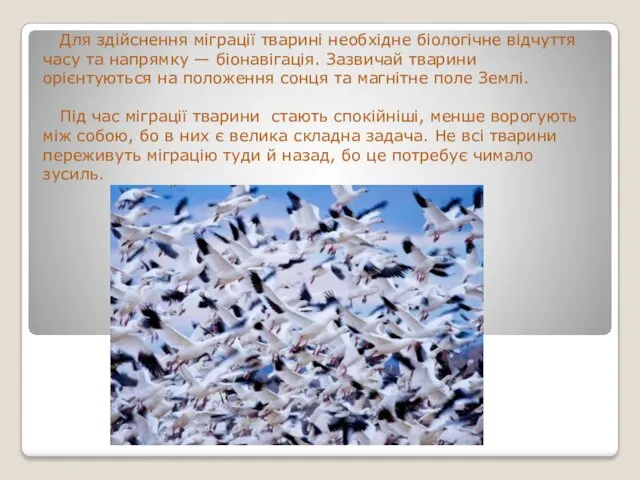 Для здійснення міграції тварині необхідне біологічне відчуття часу та напрямку