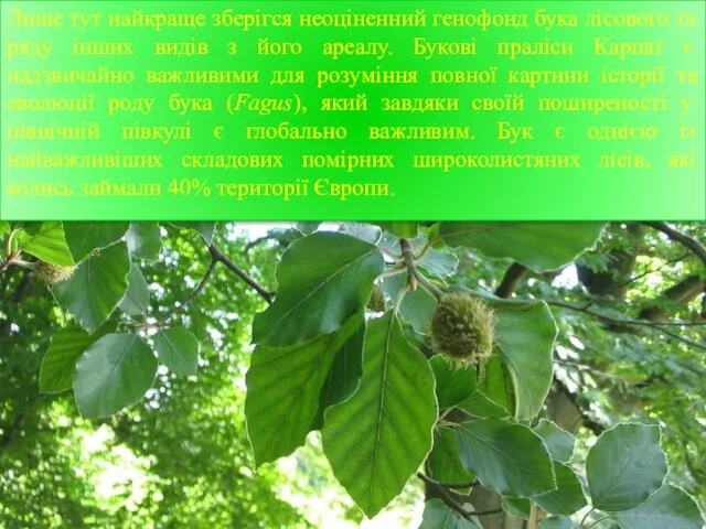 Лише тут найкраще зберігся неоціненний генофонд бука лісового та ряду
