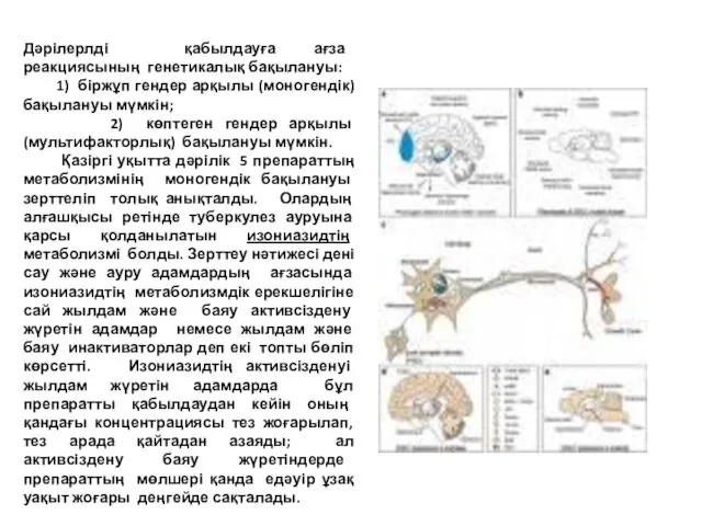 Дәрілерлді қабылдауға ағза реакциясының генетикалық бақылануы: 1) біржұп гендер арқылы