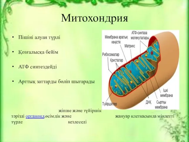 Митохондрия Пішіні алуан түрлі Қозғалысқа бейім АТФ синтездейді Арттық заттарды