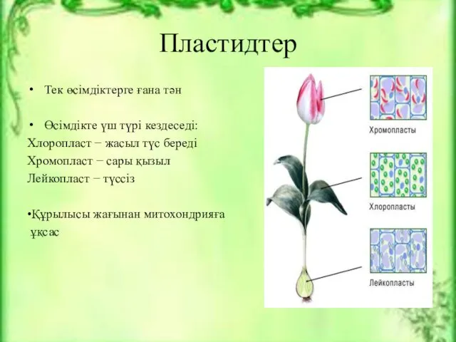 Пластидтер Тек өсімдіктерге ғана тән Өсімдікте үш түрі кездеседі: Хлоропласт