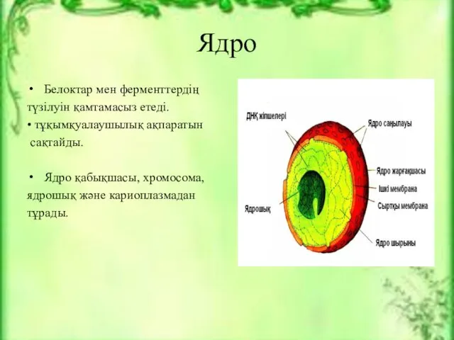 Ядро Белоктар мен ферменттердің түзілуін қамтамасыз етеді. • тұқымқуалаушылық ақпаратын