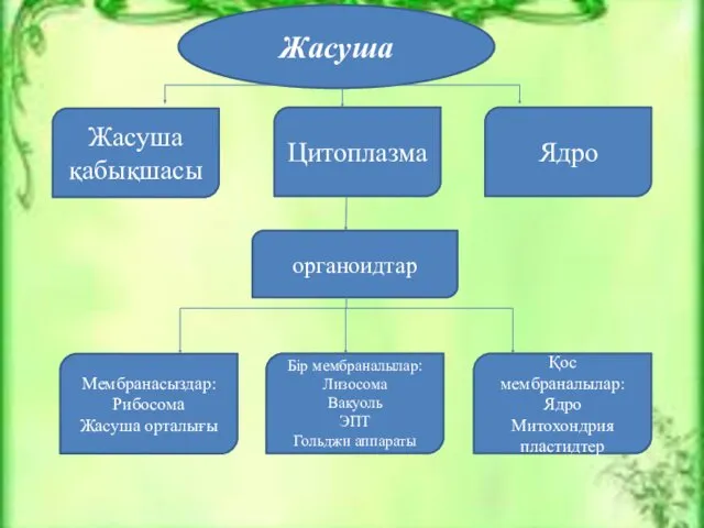 Жасуша Ядро Жасуша қабықшасы Цитоплазма органоидтар Мембранасыздар: Рибосома Жасуша орталығы