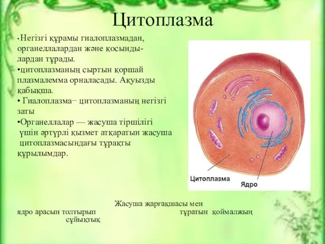 Цитоплазма • Негізгі құрамы гиалоплазмадан, органеллалардан және қосынды- лардан тұрады.