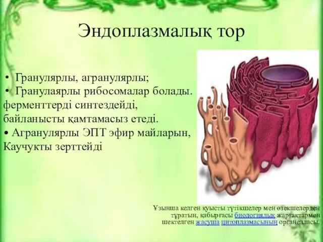 Эндоплазмалық тор Гранулярлы, агранулярлы; Гранулаярлы рибосомалар болады. ферменттерді синтездейді, байланысты