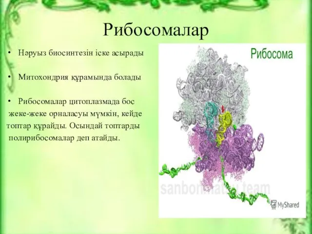 Рибосомалар Нәруыз биосинтезін іске асырады Митохондрия құрамында болады Рибосомалар цитоплазмада