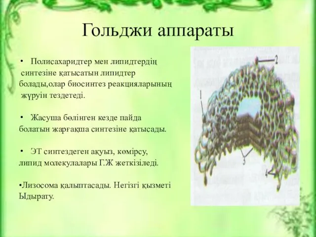 Гольджи аппараты Полисахаридтер мен липидтердің синтезіне қатысатын липидтер болады,олар биосинтез