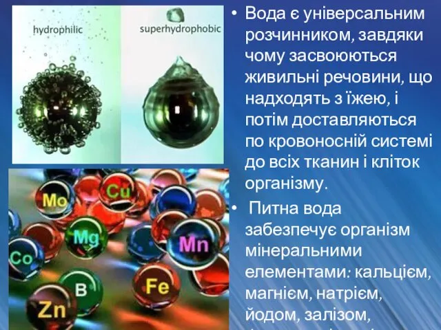 Вода є універсальним розчинником, завдяки чому засвоюються живильні речовини, що