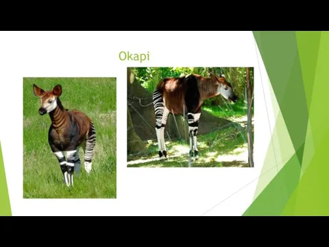 Okapi