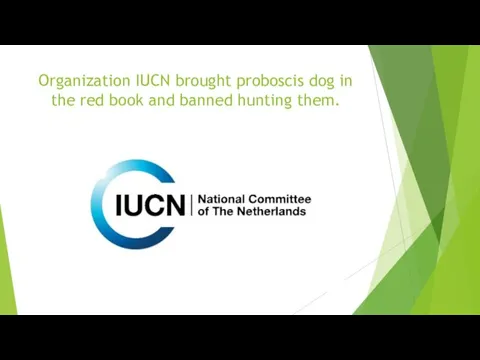 Organization IUCN brought proboscis dog in the red book and banned hunting them.