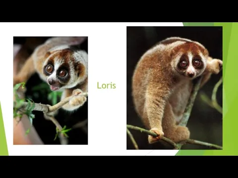 Loris