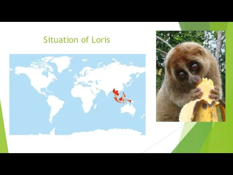 Situation of Loris