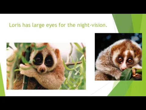 Loris has large eyes for the night-vision.