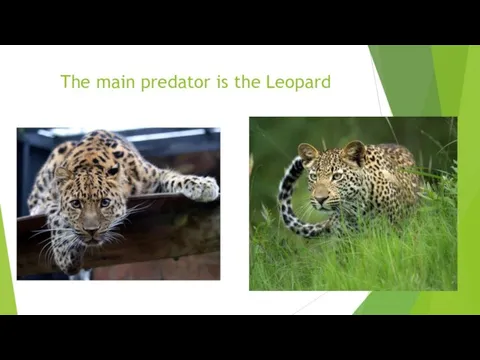 The main predator is the Leopard