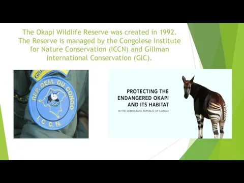 The Okapi Wildlife Reserve was created in 1992. The Reserve