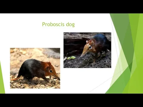Proboscis dog