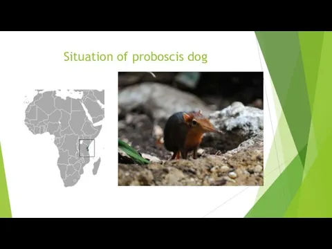 Situation of proboscis dog