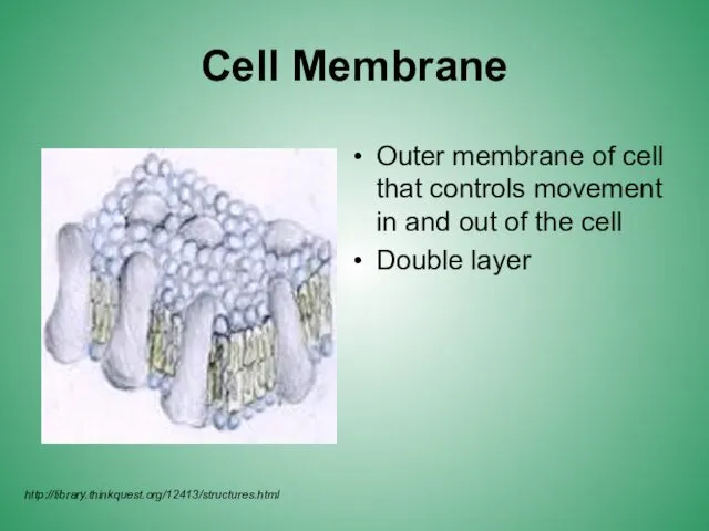 Cell Membrane Outer membrane of cell that controls movement in