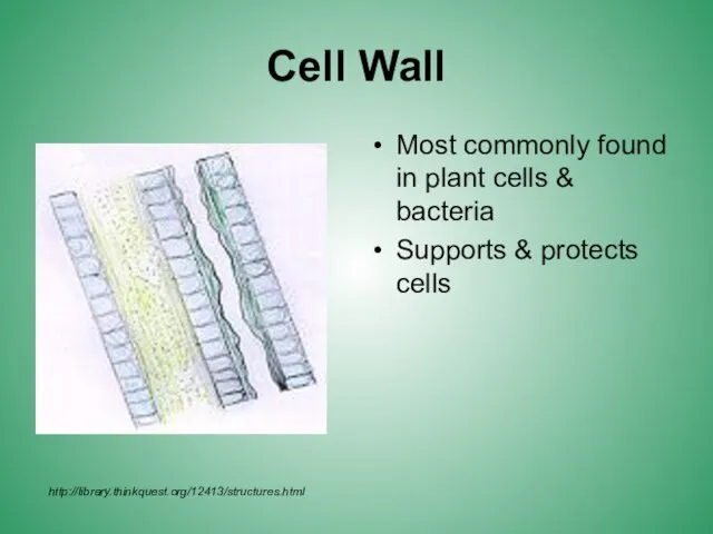 Cell Wall Most commonly found in plant cells & bacteria Supports & protects cells http://library.thinkquest.org/12413/structures.html