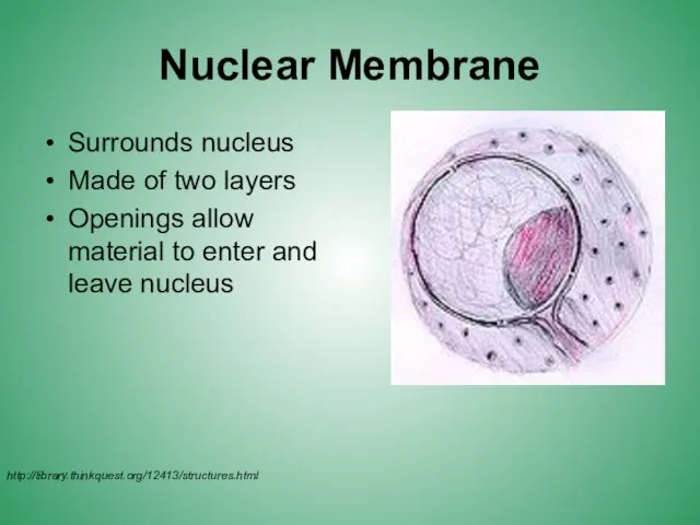 Nuclear Membrane Surrounds nucleus Made of two layers Openings allow