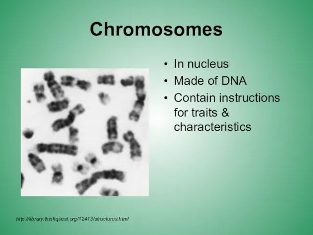 Chromosomes In nucleus Made of DNA Contain instructions for traits & characteristics http://library.thinkquest.org/12413/structures.html