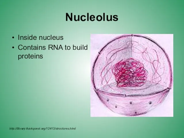 Nucleolus Inside nucleus Contains RNA to build proteins http://library.thinkquest.org/12413/structures.html