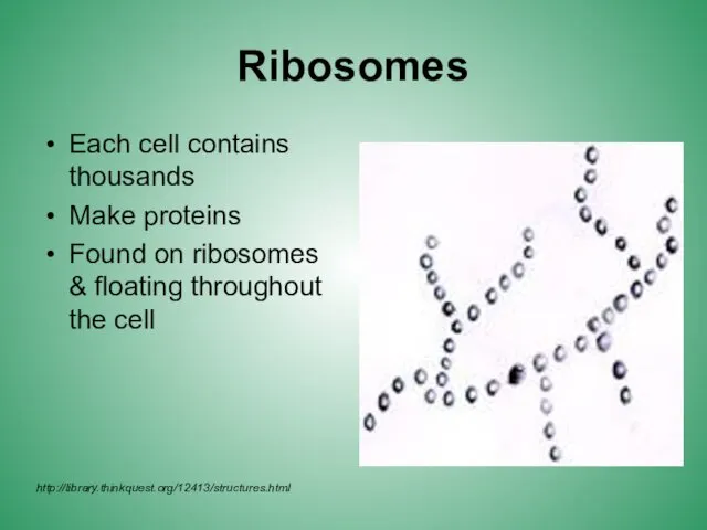 Ribosomes Each cell contains thousands Make proteins Found on ribosomes & floating throughout the cell http://library.thinkquest.org/12413/structures.html