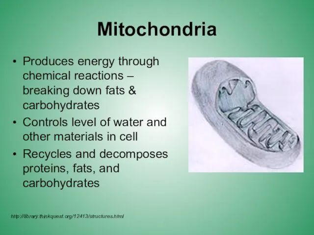 Mitochondria Produces energy through chemical reactions – breaking down fats