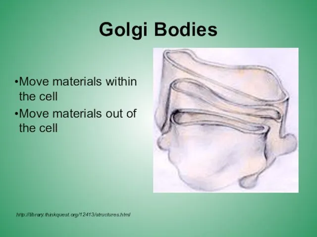 Golgi Bodies Move materials within the cell Move materials out of the cell http://library.thinkquest.org/12413/structures.html