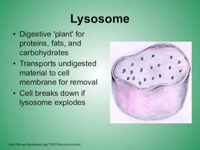 Lysosome Digestive 'plant' for proteins, fats, and carbohydrates Transports undigested