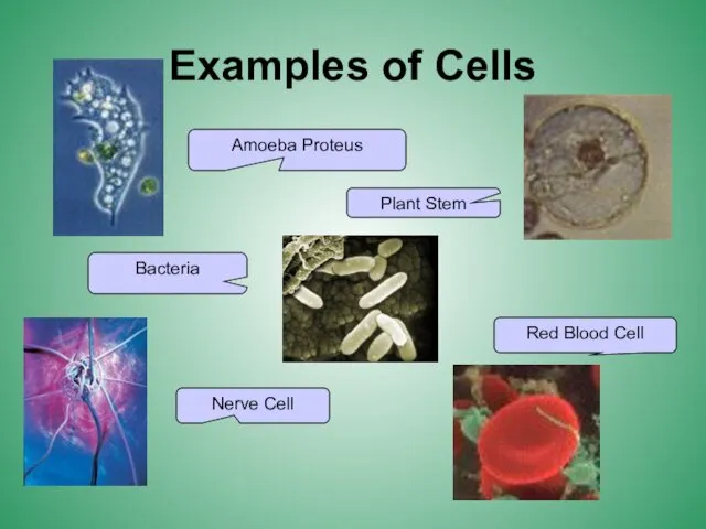 Examples of Cells Amoeba Proteus Plant Stem Red Blood Cell Nerve Cell Bacteria