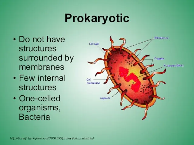 Prokaryotic Do not have structures surrounded by membranes Few internal structures One-celled organisms, Bacteria http://library.thinkquest.org/C004535/prokaryotic_cells.html