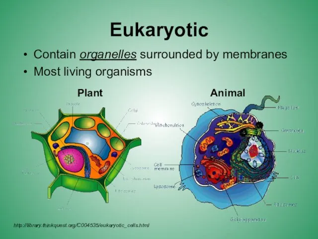 Eukaryotic Contain organelles surrounded by membranes Most living organisms Plant Animal http://library.thinkquest.org/C004535/eukaryotic_cells.html