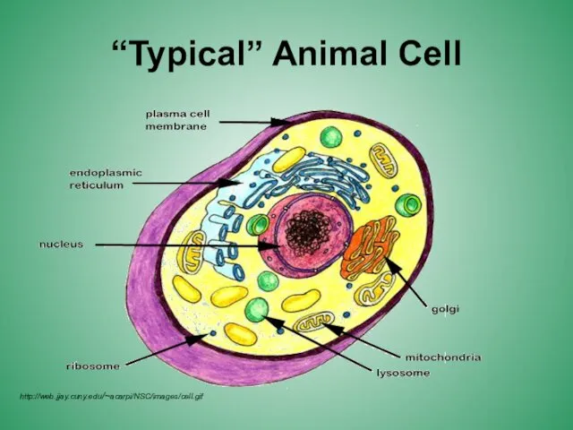 “Typical” Animal Cell http://web.jjay.cuny.edu/~acarpi/NSC/images/cell.gif