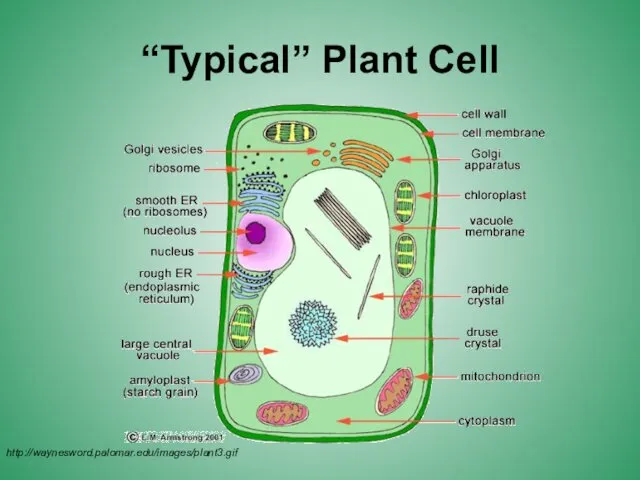 http://waynesword.palomar.edu/images/plant3.gif “Typical” Plant Cell