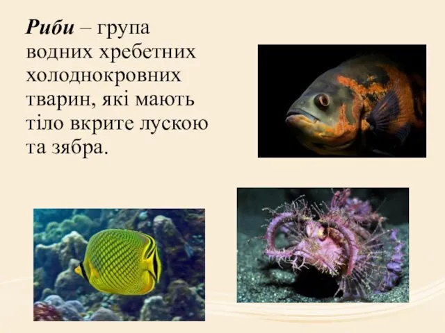 Риби – група водних хребетних холоднокровних тварин, які мають тіло вкрите лускою та зябра.