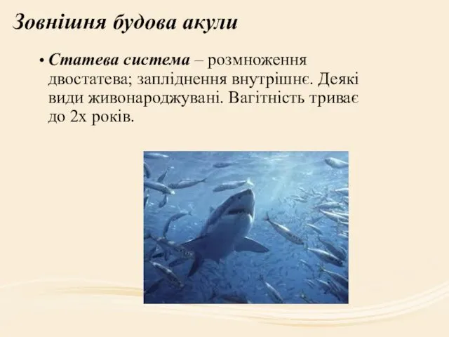 Зовнішня будова акули Статева система – розмноження двостатева; запліднення внутрішнє.
