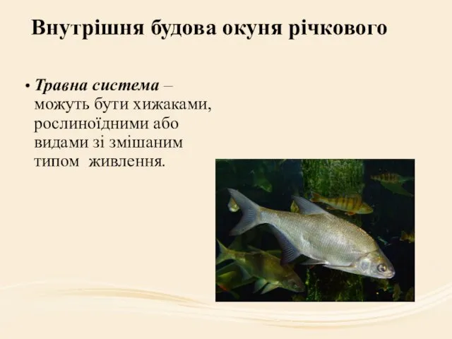 Внутрішня будова окуня річкового Травна система – можуть бути хижаками,