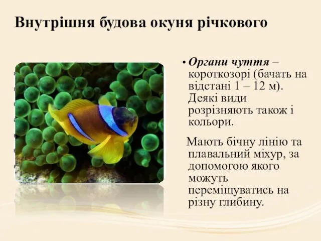 Внутрішня будова окуня річкового Органи чуття – короткозорі (бачать на