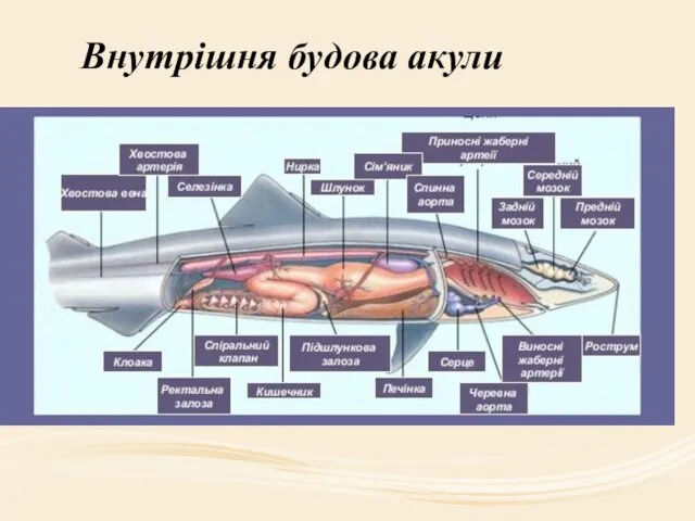 Внутрішня будова акули